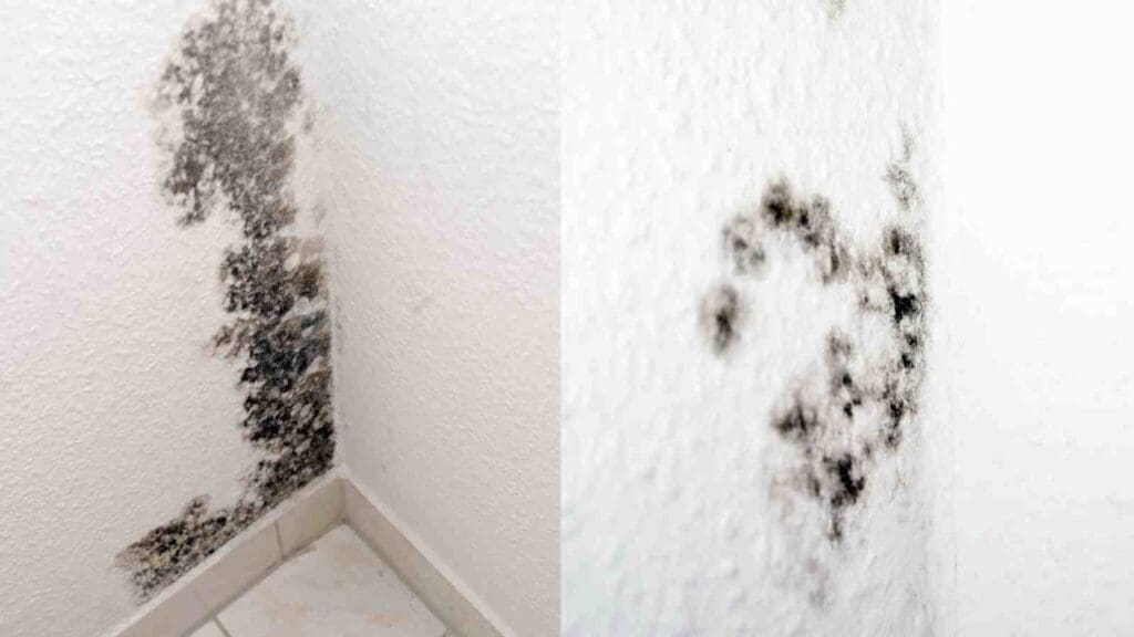 picture of a black mold on wall.