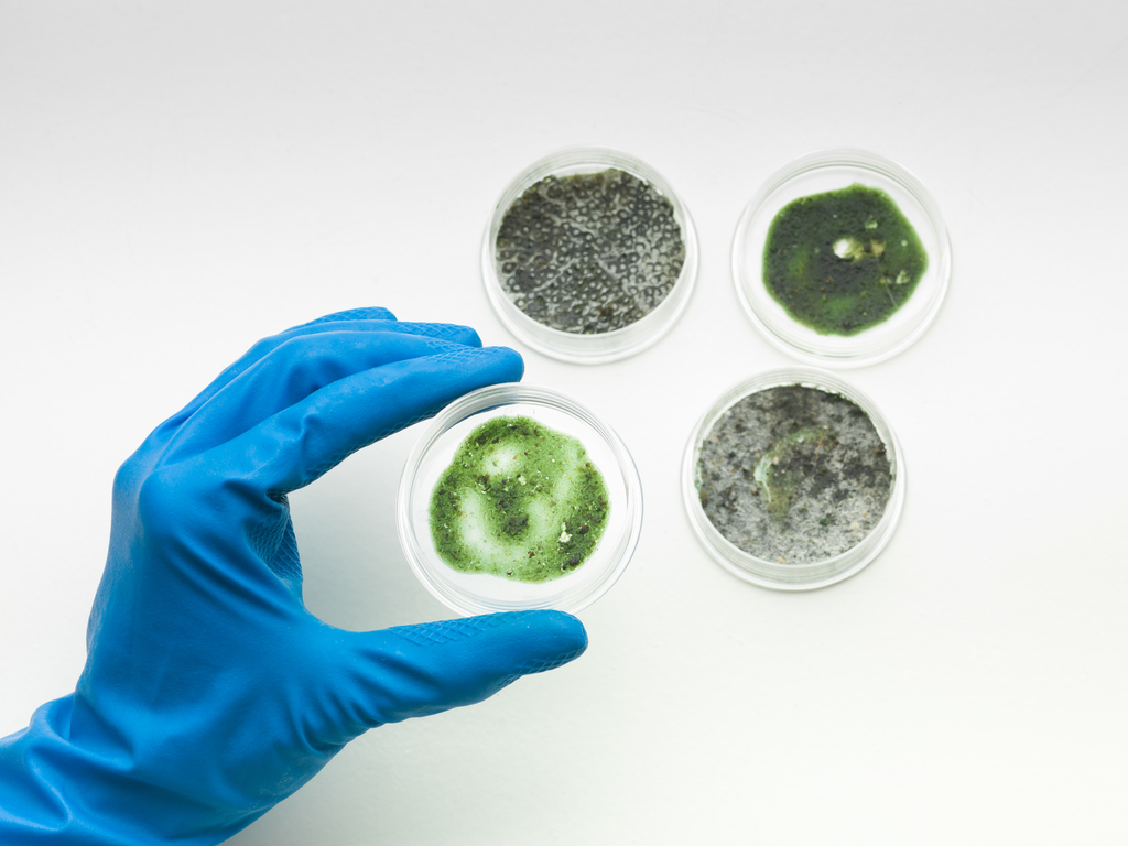 close shot of petri dish mold samples.