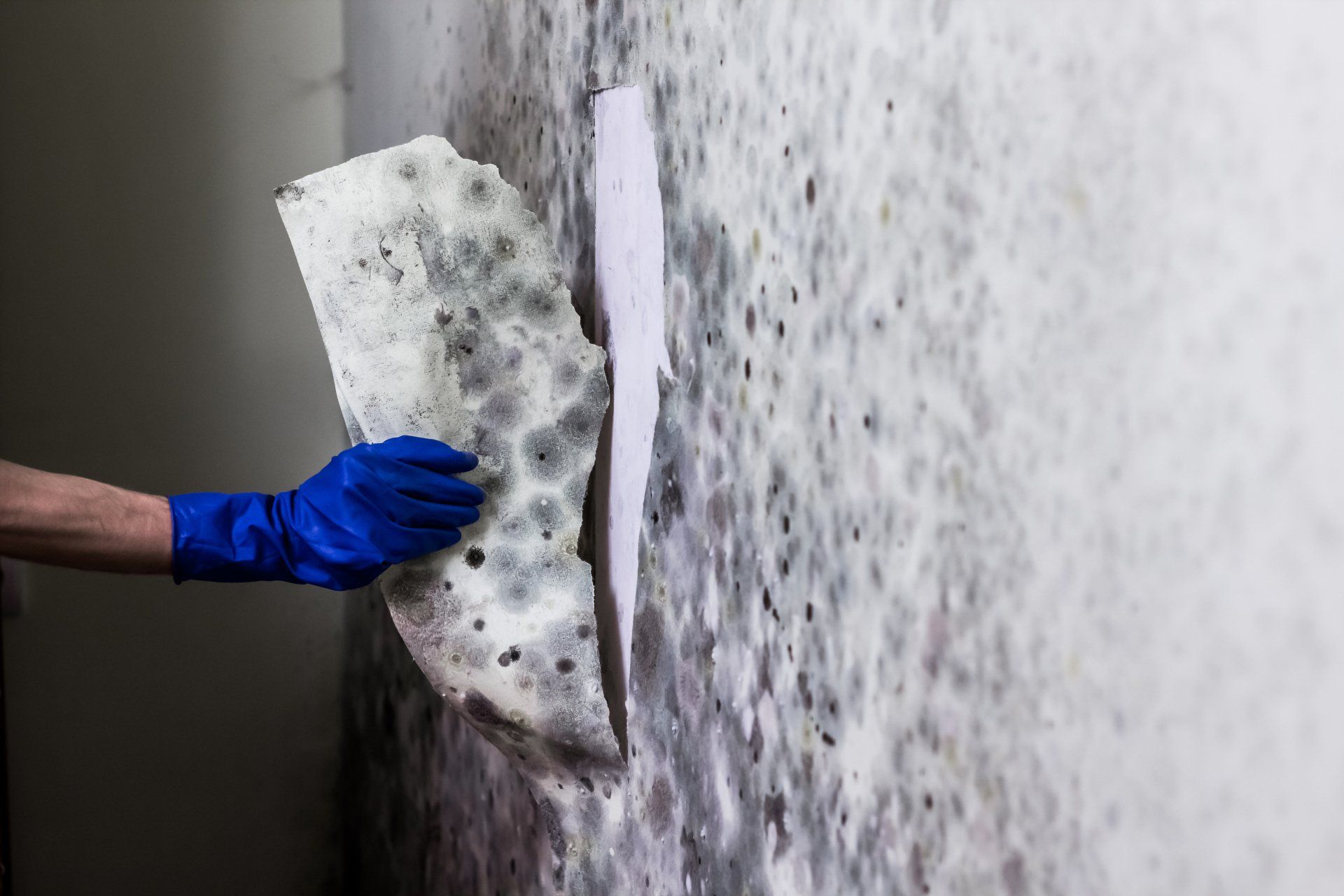 close shot of a hand scratching mold from a wall, wearing blue gloves.