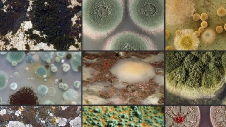different types of mold in picture.