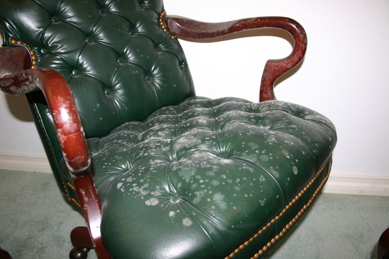 mold growing on a green leather chair.