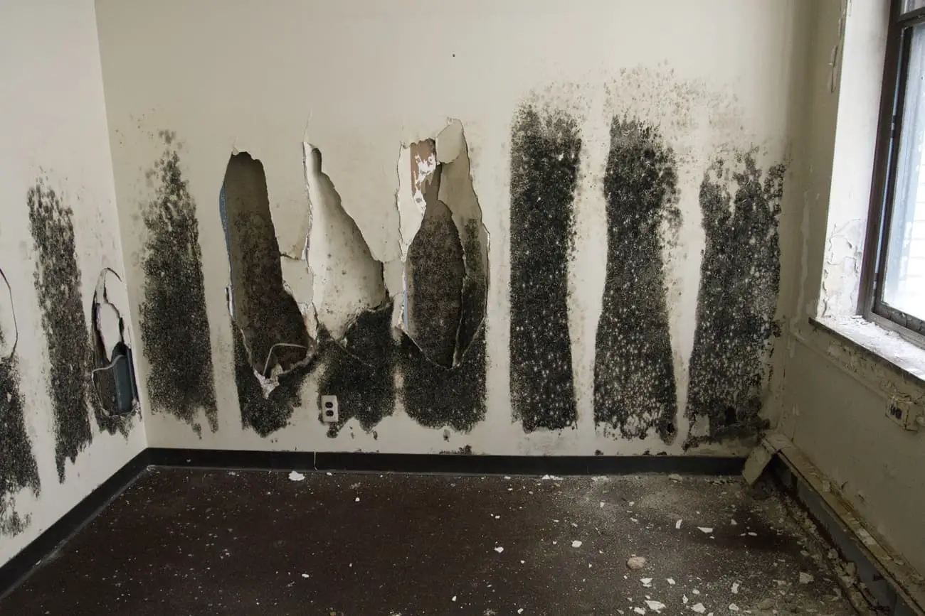 black mold on wall.