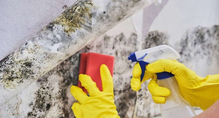 a wall full of mold and close shot of hands wearing yellow gloves scrubbing and spraying mold removal solution.