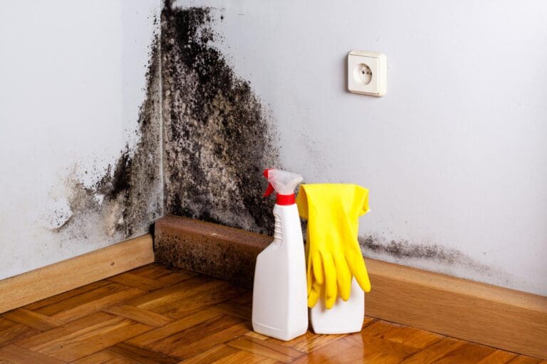 mold in the corner of a room and spray bottle and yellow gloves can also be seen in picture.