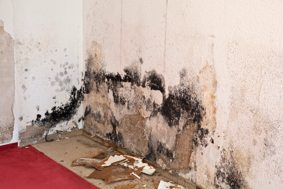 wall damaged by mold.
