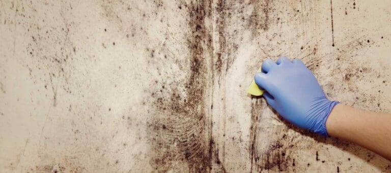close shot of a hand wearing blue gloves and scratching mold from the wall.