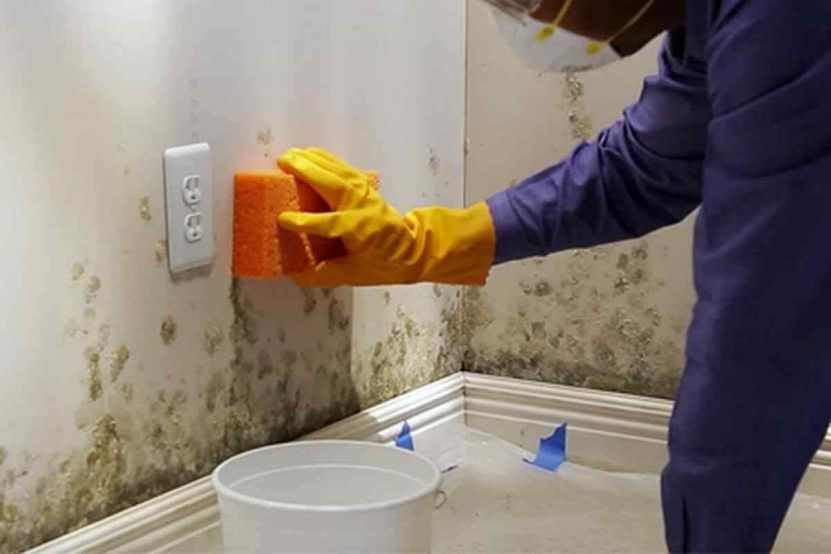close shot of a hand scrubbing a moldy wall with sponge.