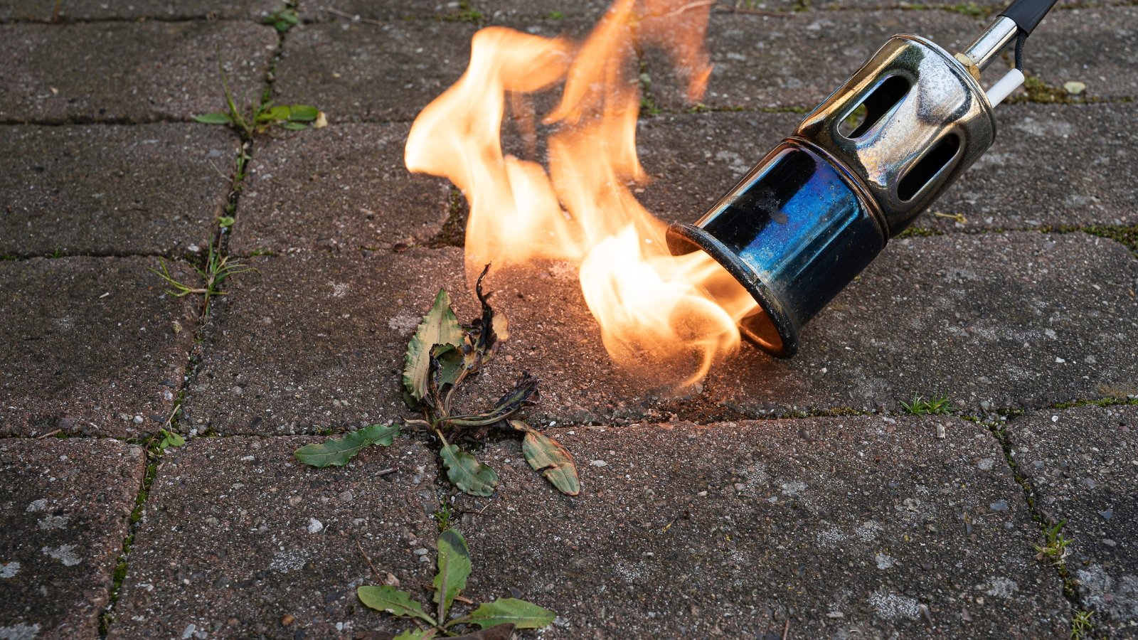 flaming the mold with gas torch flame gun.