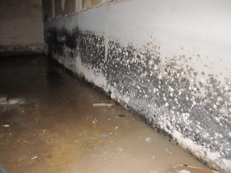 mold on the basement wall.