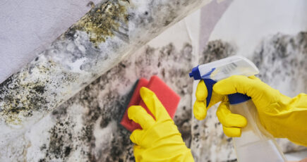 scrubbing mold on wall with sponge.