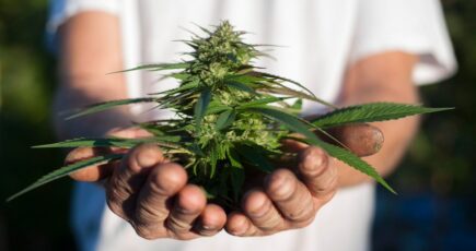 close shot of hands holding marijuana leaves in his both hands.