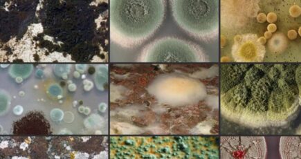 different types of mold in picture.