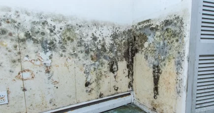 wall badly damaged by mold.